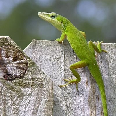 American Anole - Writing.Com