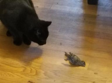 My black cat caught a bird and dragged it into the house - on Friday the 13th.
