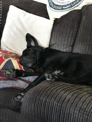 Photo of Alfie, looking cute as he rests his head on his stack of cushions.