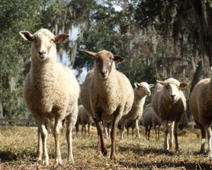 Florida Cracker Sheep