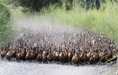 Flock of Ducks