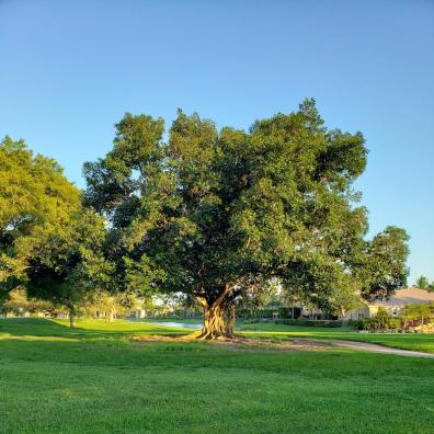 Florida Banyan Tree, personal photo