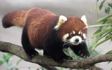 A red panda at the San Diego Zoo