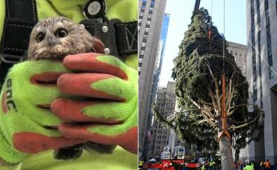 An unexpected find in the Rockefeller Tree