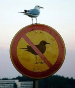 Gull standing on No Gulls sign.