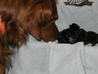 Our male Golden Retriever looking at new-born kittens.