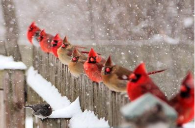 Cardinals on the fence in winter.