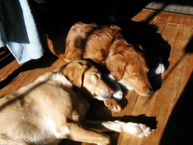 Our two beloved Goldens snuggling in the sunshine