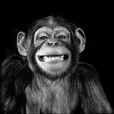 Smiling Chimp