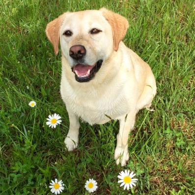 Daisy in the daisies. 