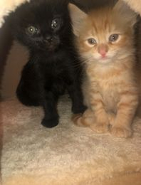 Brother and sister kittens we adopted in April 2021