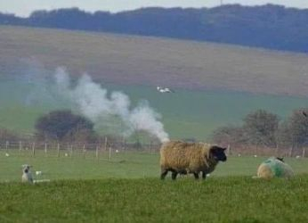 Smoke rising, apparently from a sheep.