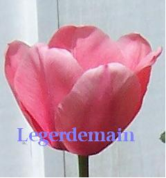 Pink Tulip Signature