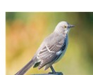 a picture of a mockingbird to use with a contest entry