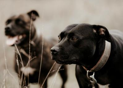 Two Staffordshire Bull Terriers.