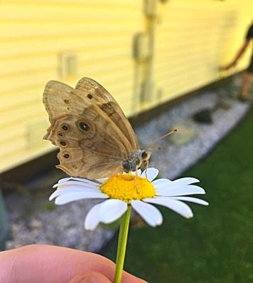 Nature does trust a crude human’s love to touch a seldom seen Northern Pearly Eye.