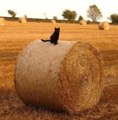 A black cat in Autumn.