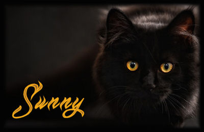 Sunny Black Cat Sig