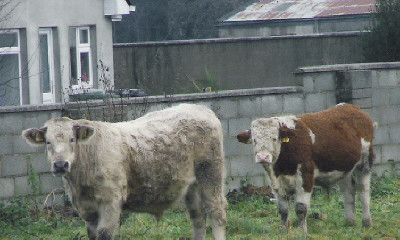 Hooves posing with Peeker, in Ireland to greet New Years past and present.