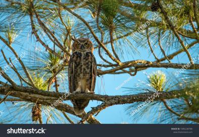 Great Horned Owl