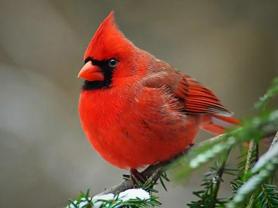 beautiful red bird