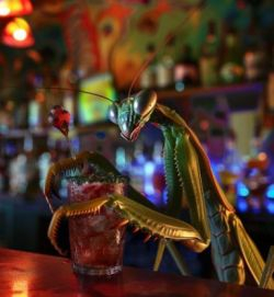 A praying mantis at a bar.