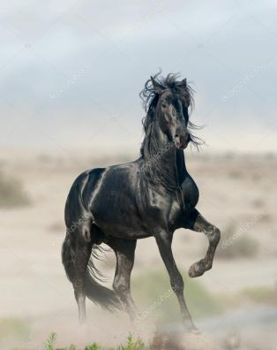 3 yo old black stallion