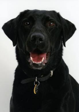 My perfect black labrador