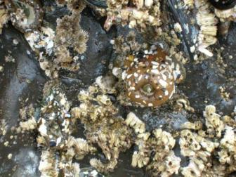 Sushi Anyone? ~  This sea cucumber looks like it's seasoned and ready to be served. 