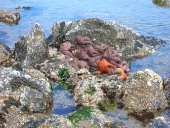 Starfish Community ~  A cluster of starfish clinging to each other as the tide went out. 