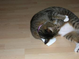 Rubbing ~    He got really friendly with the catnip after he soaked the pouch.   