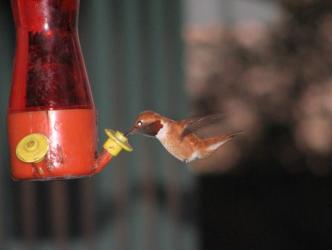 Rufus hummingbird ~  No description included. 