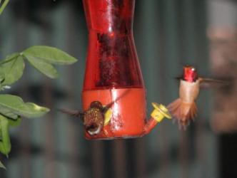 Red headed hummer and friend ~  This is the only picture we got of this bright red headed guy.  