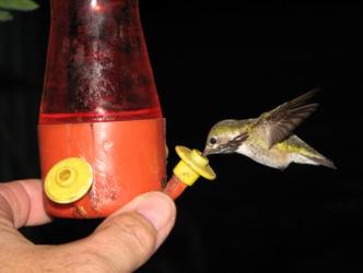 Intrepid hummer ~  Starring Bill's thumb. He's also taking the picture. How's that for dexterous? 