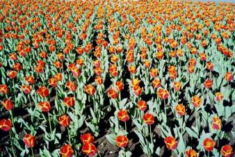 Cemetary of Tulips ~  Planting in front of Smith Hall, School of Religion, Kansas U. 