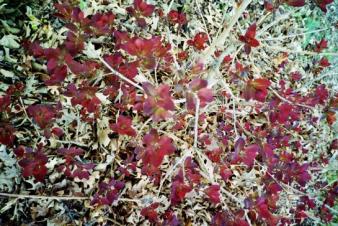 Spring leaves ~  Kansas 