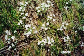 Stars of Bethlehem ~  Springtime in Kansas 