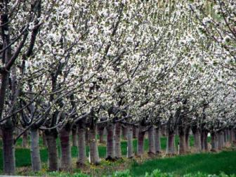 Eastern Oregon orchards in bloom ~  April 10,2008. Four days later it snowed again. 