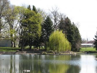 Pioneer Park duck pond ~  Delicate green leaves are just coming out, April 10, 2008. 