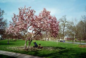 Magnolia in South Park ~  Lawrence, Kansas. 