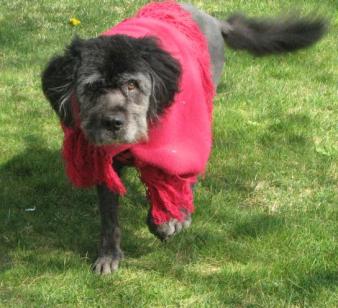 Seamus April '08 ~  Seamus in his granny duds after a haircut left him shivering. 