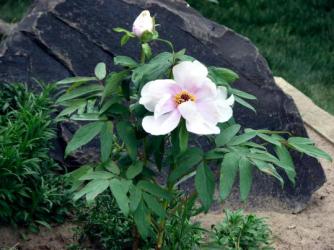 Tree Peony May 2008 ~  My white tree peony is in bloom! 