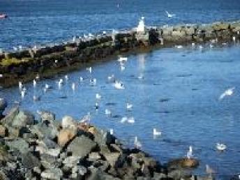 Lubec, Maine Breakwater ~  No description included. 