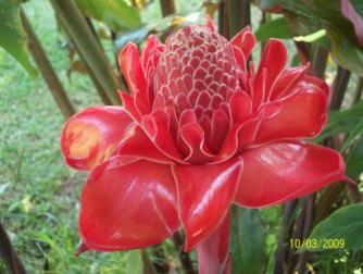 The Emperor, Hone Creek, Costa Rica ~  The Emperor at Chilamate, the home of Armodio Romero Blake.  