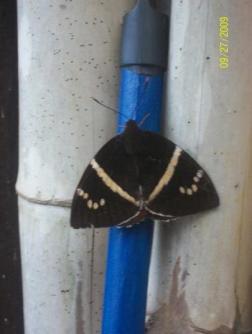 Butterfly ~  Resting on a broom handle, a butterfly holds still long enough for a camera shot in Orosi, Cartago, Costa Rica. Reminds me of a shoemaker butterfly. Wings open is more a trait of moths, but antennae seem to indicate a butterfly. Anyone know which genus or specie this might be? 