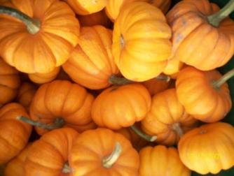 Clark Fork Market pumpkins ~  A display of mini pumpkins at the market in Missoula, Montana. 