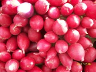 Clark Fork Market radishes ~  October's harvest displayed in Missoula, Montana. 