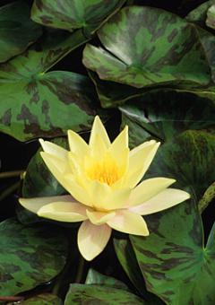 Chromatella ~  My favorite waterlily. 