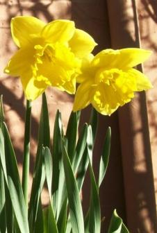 First Montana daffodils, 2010.  ~  Along the south wall of the Senior Center, March, 19, 2010. 