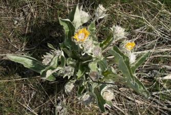 Balsamroot ~  The first balsamroots are shyly blooming on the warm southern slopes of the North Hills, Missoula, Montana. April 10, 2010. Eventually the leaves and flowers are huge. I estimate that the gold-yellow daisies are 4-5 inches across. 